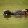 Husice rajska - Tadorna variegata - Paradise Shelduck - putangitangi 5024